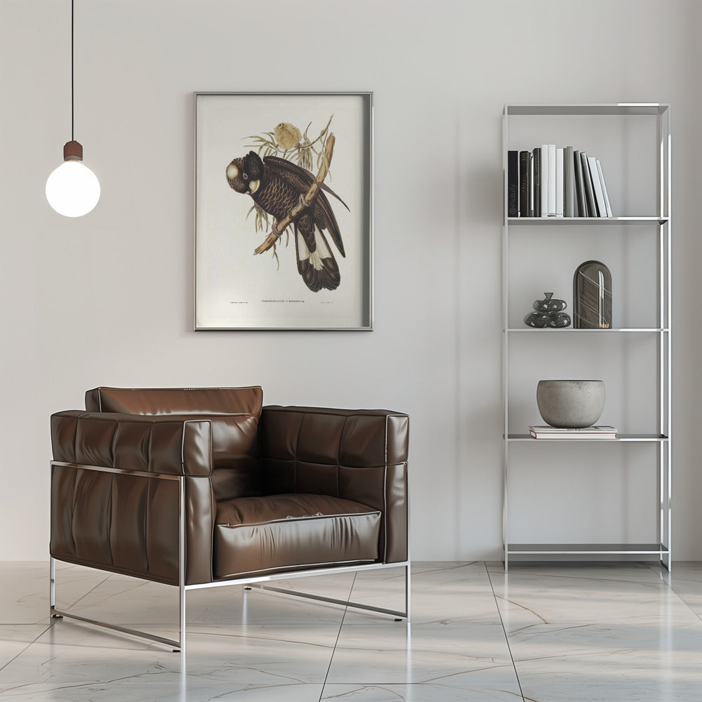 Baudin's Cockatoo Poster